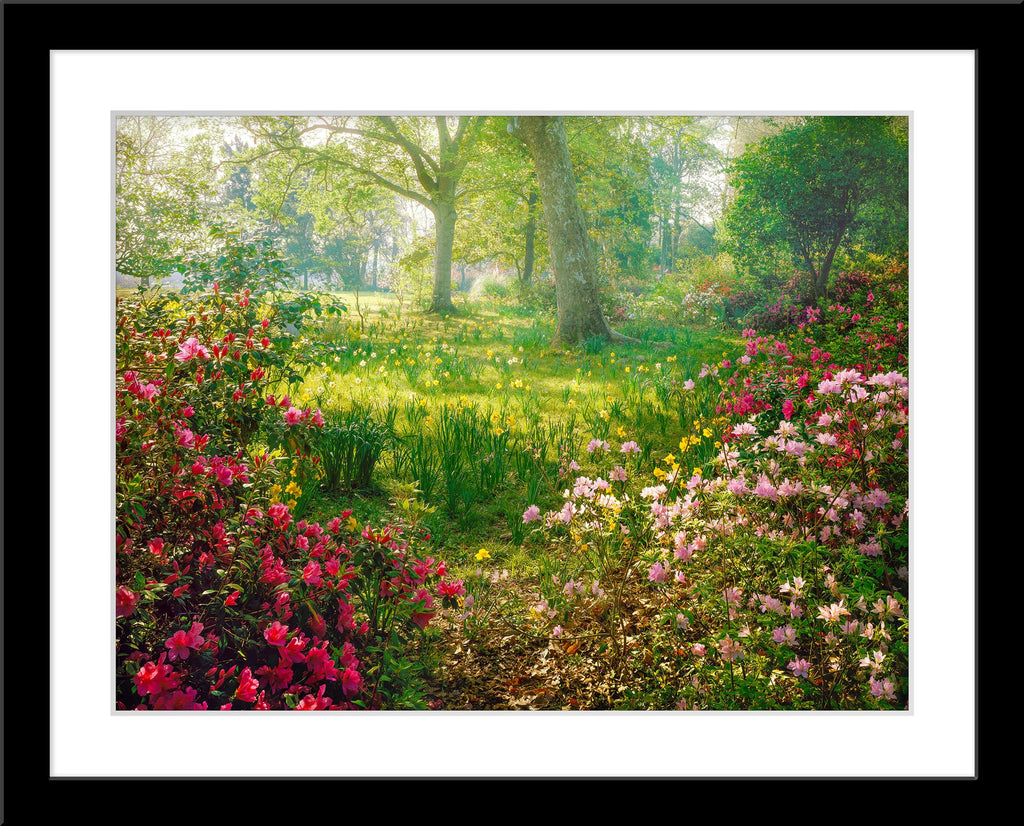 Fotografie einer sonnigen Blumenwiese. Fotokunst online kaufen. Wandbild im Rahmen