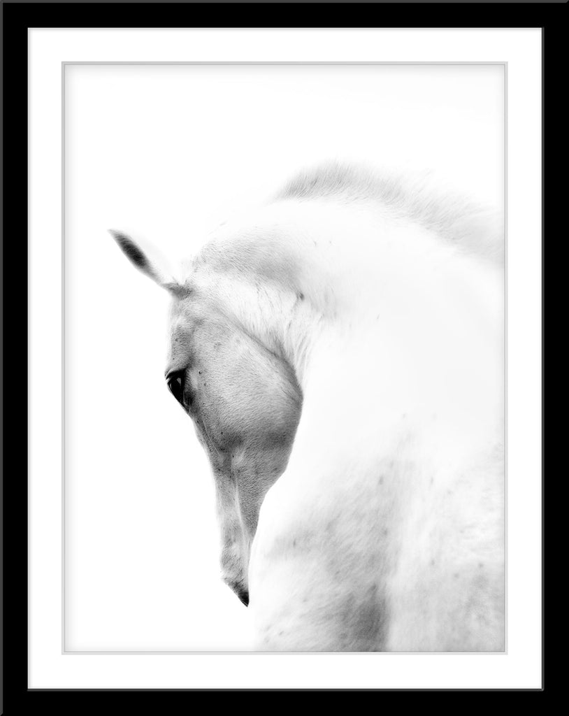 Fotografie eines weißen Pferde Kopfes. Fotokunst online kaufen. Im Rahmen