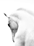 Fotografie eines weißen Pferde Kopfes. Fotokunst online kaufen. Hinter Acrylglas oder als Poster