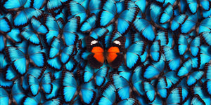 Fotografie eines roten Schmetterlings auf vielen blauen Schmetterlingen. Fotokunst online kaufen. Hinter Acrylglas oder als Poster