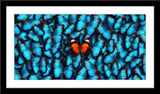 Fotografie eines roten Schmetterlings auf vielen blauen Schmetterlingen. Fotokunst online kaufen. Im Rahmen