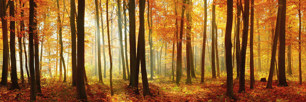 Panorama Fotografie eines Buchenwaldes bei Herbst. Fotokunst online kaufen. Hinter Acrylglas oder als Poster