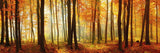 Panorama Fotografie eines Buchenwaldes bei Herbst. Fotokunst online kaufen. Hinter Acrylglas oder als Poster