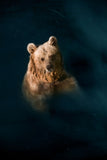 BATHING BEAR