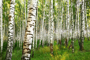 Fotografie eines Birkenwalds. Fotokunst online kaufen. Wandbild hinter Acrylglas oder als Poster