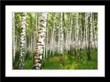 Fotografie eines Birkenwalds. Fotokunst online kaufen. Wandbild im Rahmen