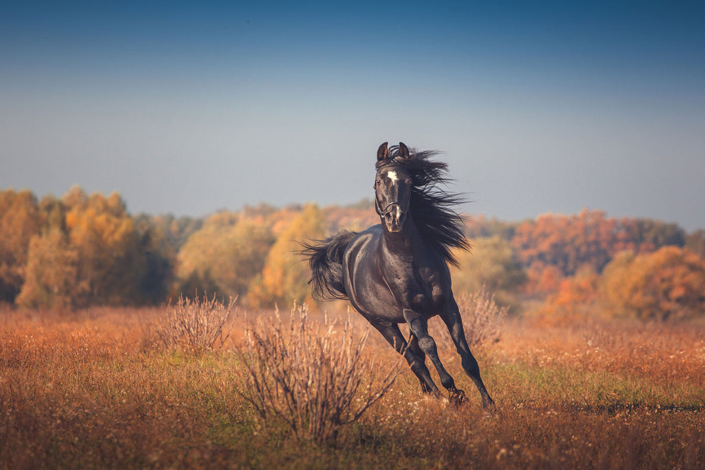 Fotografie eines galoppierenden schwarzen Pferdes. Fotokunst online kaufen. Wandbild hinter Acrylglas oder als Poster