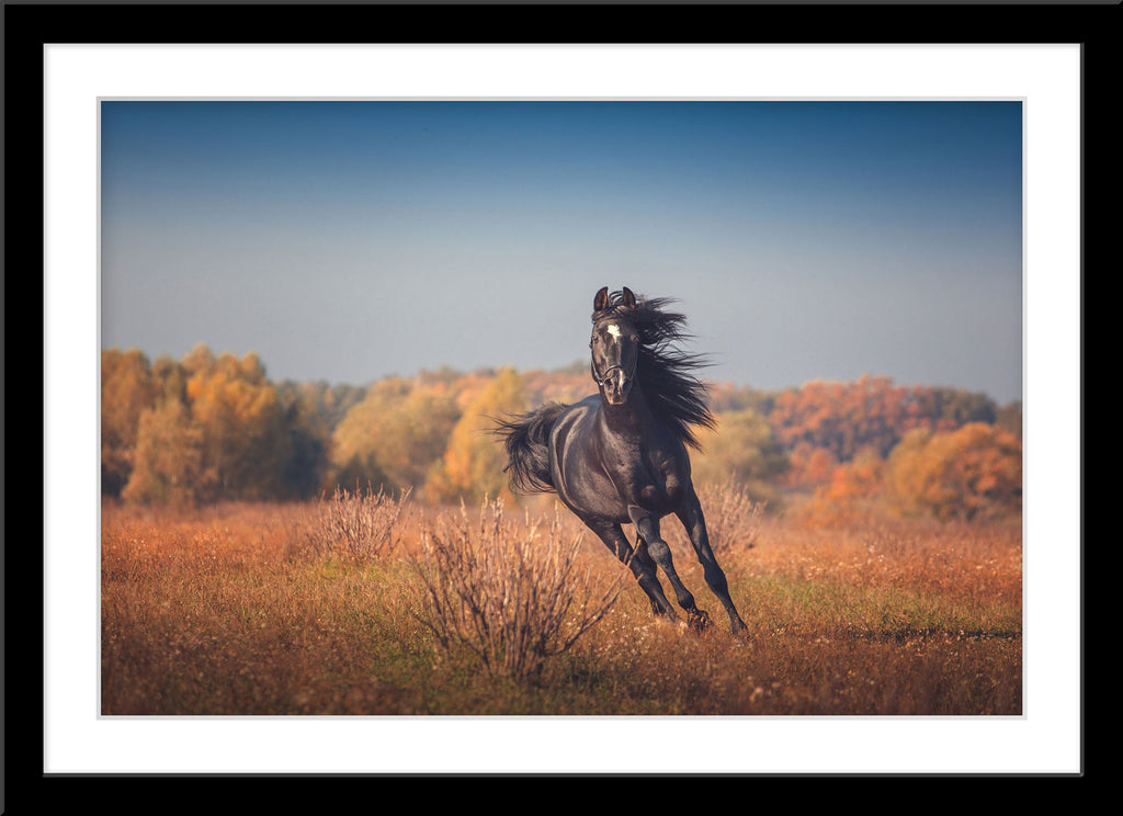 Fotografie eines galoppierenden schwarzen Pferdes. Fotokunst online kaufen. Wandbild im Rahmen
