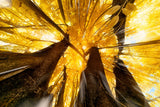 Fotografie eines gelben Blätterdachs. Fotokunst online kaufen. Wandbild hinter Acrylglas oder als Poster