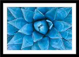 Fotografie einer blauen Agave Pflanze. Fotokunst online kaufen. Wandbild im Rahmen