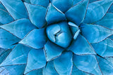 Fotografie einer blauen Agave Pflanze. Fotokunst online kaufen. Wandbild hinter Acrylglas oder als Poster