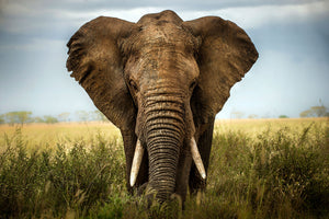 Fotografie eines Elefanten Bullen. Fotokunst online kaufen. Wandbild hinter Acrylglas oder als Poster