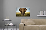 Aufgehängte Fotografie eines Elefanten Bullen. Fotokunst online kaufen. Wandbild hinter Acrylglas oder als Poster