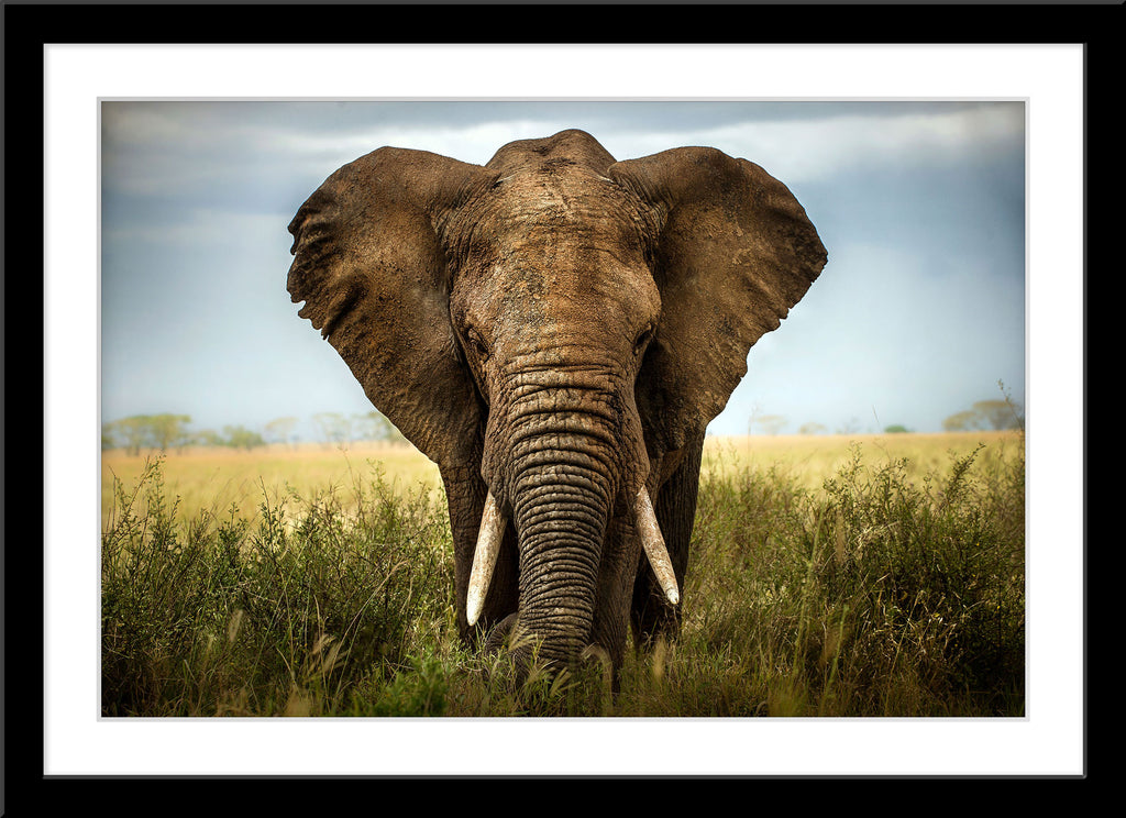 Fotografie eines Elefanten Bullen. Fotokunst online kaufen. Wandbild im Rahmen
