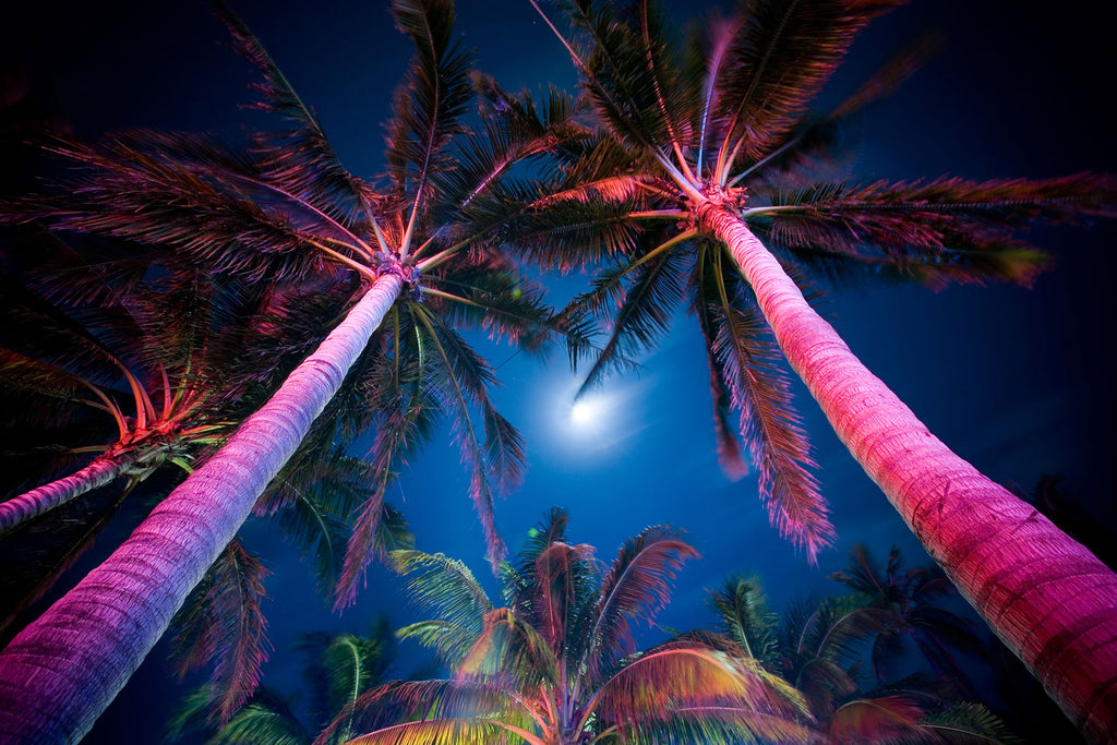 Natur Fotografie von farbig angeleuchteten Palmen bei Nacht. Fotokunst online kaufen. Wandbild hinter Acrylglas oder als Poster