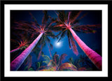 Natur Fotografie von farbig angeleuchteten Palmen bei Nacht. Fotokunst online kaufen. Wandbild im Rahmen