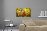 Aufgehängte Natur Fotografie von Fleischfressende Pflanzen. Fotokunst online kaufen. Wandbild hinter Acrylglas oder als Poster