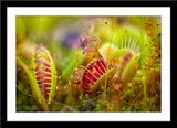 Natur Fotografie von Fleischfressende Pflanzen. Fotokunst online kaufen. Wandbild im Rahmen