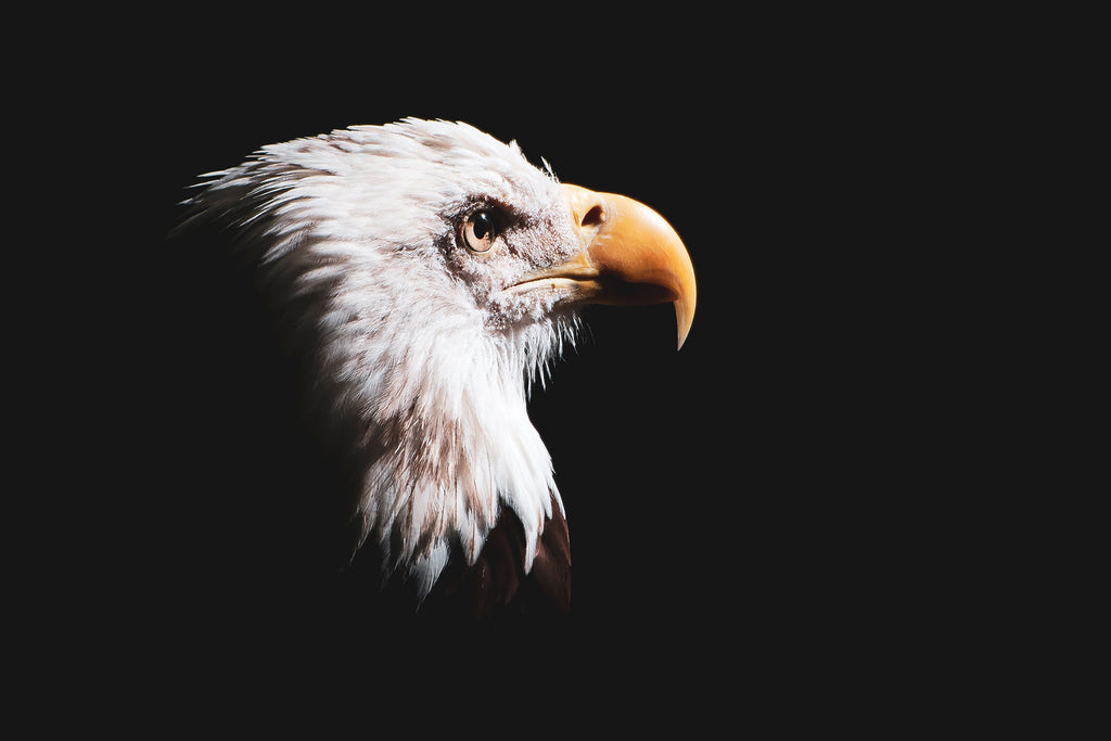Tier Fotografie von einem Adler-Kopf vor schwarzem Hintergrund. Fotokunst online kaufen. Wandbild hinter Acrylglas oder als Poster