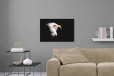 Aufgehängte Tier Fotografie von einem Adler-Kopf vor schwarzem Hintergrund. Fotokunst online kaufen. Wandbild hinter Acrylglas oder als Poster