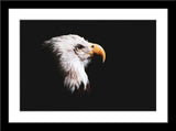 Tier Fotografie von einem Adler-Kopf vor schwarzem Hintergrund. Fotokunst online kaufen. Wandbild im Rahmen