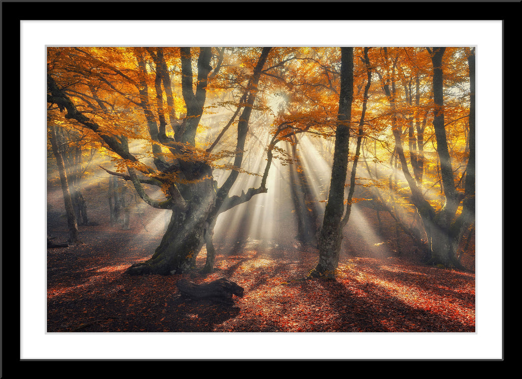Natur Fotografie von Sonnenstrahlen die durch herbstliche Bäume scheinen. Fotokunst online kaufen. Wandbild im Rahmen