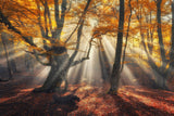 Natur Fotografie von Sonnenstrahlen die durch herbstliche Bäume scheinen. Fotokunst online kaufen. Wandbild hinter Acrylglas oder als Poster