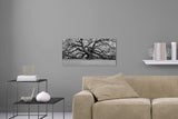 Aufgehängte Schwarz-Weiß Panorama Fotografie von einem alten Baum. Fotokunst online kaufen. Wandbild hinter Acrylglas oder als Poster