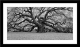 Schwarz-Weiß Panorama Fotografie von einem alten Baum. Fotokunst online kaufen. Wandbild im Rahmen