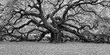 Schwarz-Weiß Panorama Fotografie von einem alten Baum. Fotokunst online kaufen. Wandbild hinter Acrylglas oder als Poster