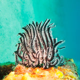 Unterwasser Fotografie eines Haarstern in Türkisen Wasser. Fotokunst online kaufen. Wandbild hinter Acrylglas oder als Poster