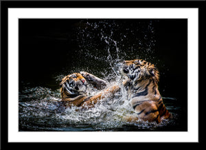 Tier Fotografie von zwei kämpfenden Tigern im Wasser. Fotokunst online kaufen. Wandbild im Rahmen
