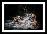 Tier Fotografie von zwei kämpfenden Tigern im Wasser. Fotokunst online kaufen. Wandbild im Rahmen