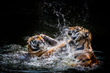 Tier Fotografie von zwei kämpfenden Tigern im Wasser. Fotokunst online kaufen. Wandbild hinter Acrylglas oder als Poster