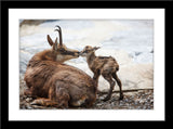 Tier Fotografie von einer Gams mit ihrem Neugeborenen. Fotokunst online kaufen. Wandbild im Rahmen
