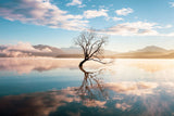 Natur Fotografie eines Baums im Lake Wanaka. Fotokunst online kaufen. Wandbild hinter Acrylglas oder als Poster