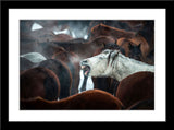 Tier Fotografie von einem weißen lachenden Pferd in einer Herde brauner Pferde. Fotokunst online kaufen. Wandbild im Rahmen