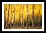 Abstrakte Natur Fotografie von einem Wald mit gelben Blättern. Fotokunst online kaufen. Wandbild im Rahmen