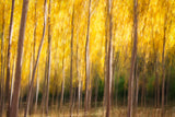 Abstrakte Natur Fotografie von einem Wald mit gelben Blättern. Fotokunst online kaufen. Wandbild hinter Acrylglas oder als Poster