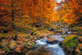 Landschafts Natur Fotografie von einem Fluss im Wald im Herbst. Fotokunst und Bilder online kaufen. Wandbild hinter Acrylglas oder als Poster