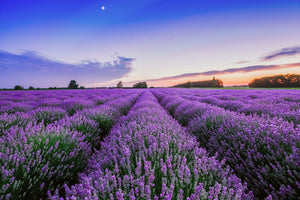 Landschafts Natur Fotografie von einem Lavendel Feld bei Sonnenuntergang. Fotokunst und Bilder online kaufen. Wandbild hinter Acrylglas oder als Poster