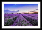 Landschafts Natur Fotografie von einem Lavendel Feld bei Sonnenuntergang. Fotokunst und Bilder online kaufen. Wandbild im Rahmen