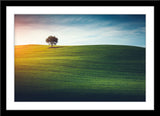 Landschafts Natur Fotografie von einem Baum auf einer hügeligen Wiese bei Sonnenuntergang. Fotokunst und Bilder online kaufen. Wandbild im Rahmen