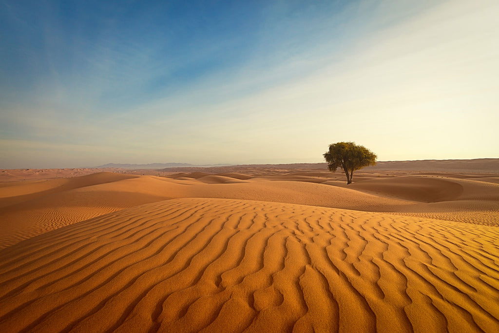 Landschafts Natur Fotografie von einem einzelnen Baum in der Wüste. Fotokunst und Bilder online kaufen. Wandbild hinter Acrylglas oder als Poster