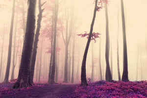 Infrarot Natur Landschafts Fotografie von einem Wald im Nebel. Fotokunst und Bilder online kaufen. Wandbild hinter Acrylglas oder als Poster