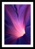 Natur Fotografie von einer lila Blüte die von innen leuchtet im Hochformat. Fotokunst und Bilder online kaufen. Wandbild im Rahmen