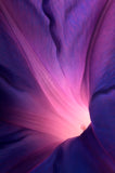 Natur Fotografie von einer lila Blüte die von innen leuchtet im Hochformat. Fotokunst und Bilder online kaufen. Wandbild hinter Acrylglas oder als Poster