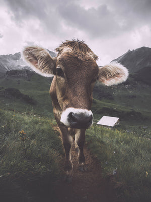 Tier Fotografie von einer neugierigen Kuh auf einer Alm in den Bergen im Hochformat. Fotokunst und Bilder online kaufen. Wandbild hinter Acrylglas oder als Poster