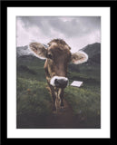 Tier Fotografie von einer neugierigen Kuh auf einer Alm in den Bergen im Hochformat. Fotokunst und Bilder online kaufen. Wandbild im Rahmen