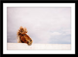 Tier Fotografie von einem Pferd das seinen Kopf über den Zaun steckt. Fotokunst und Bilder online kaufen. Wandbild im Rahmen